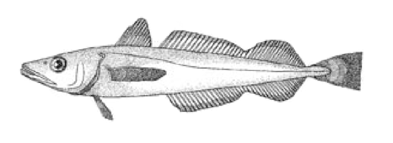 Artist rendition of a Pacific Hake.